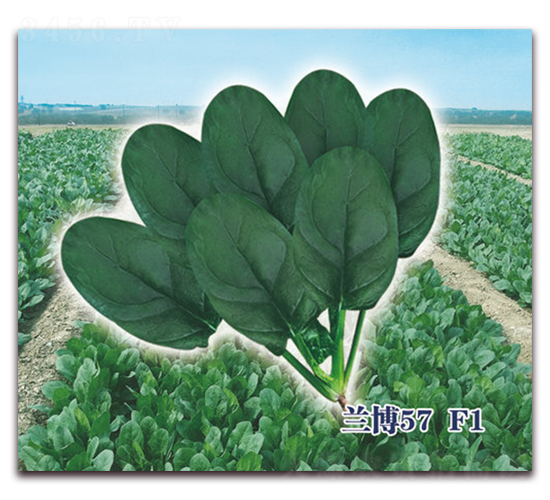蘭博57F1-菠菜種子-圣華德豐