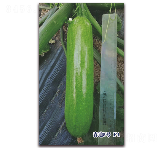 ���5̖F1-�����J�N��-ʥ�A���S