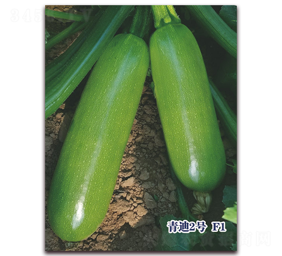 ���2̖(h��o)F1-�����J�N��-ʥ�A���S