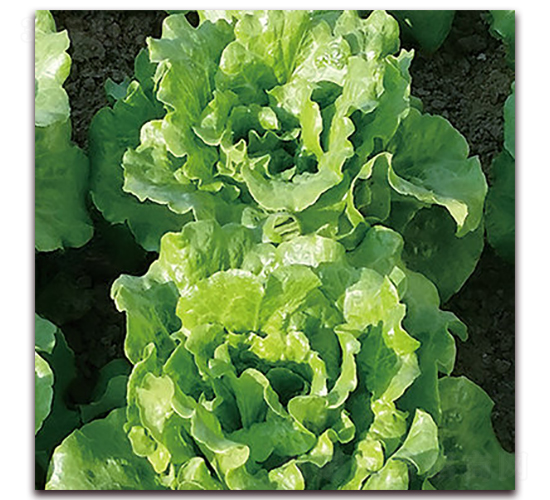 ������ͳ�޷����-���˷N��-ʥ�A���S