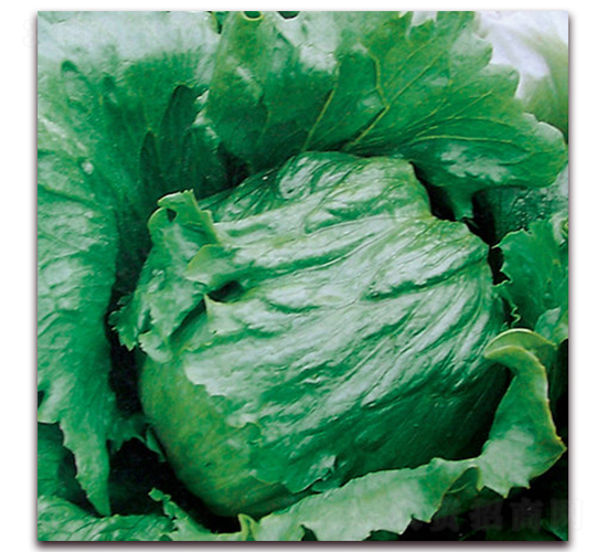 綠圣（1106）-生菜種子-圣華德豐