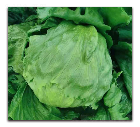 恒星（IT-01）-生菜種子-圣華德豐