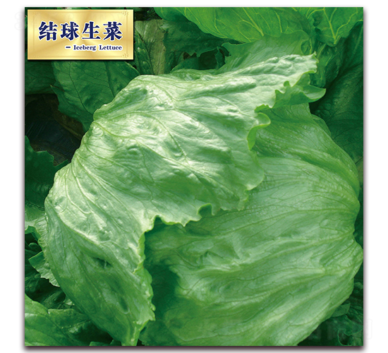 射手（101）-生菜種子-圣華德豐