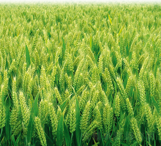 平麥998-小麥種子-平豐種業(yè)