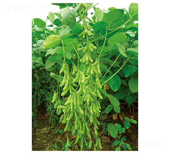 ƽ����̖-�󶹷N��-ƽ�S�N�I(y��)