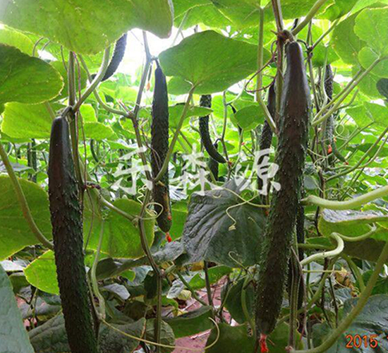 ������A11-�S�ϷN��-��ɭԴ