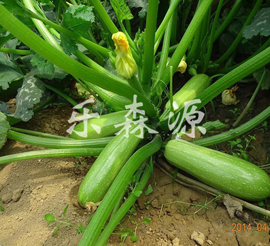 ���S-�����J�N��-��ɭԴ