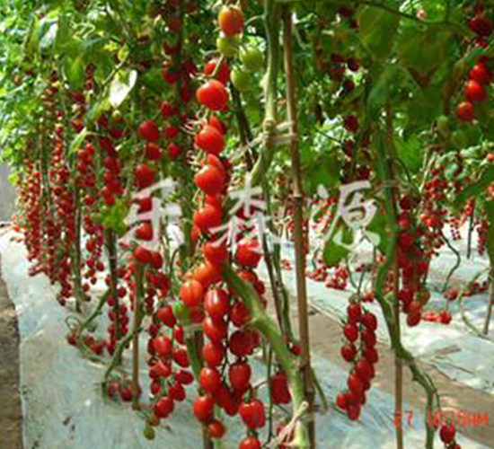 ʥ��238-���ҷ��ѷN��-��ɭԴ