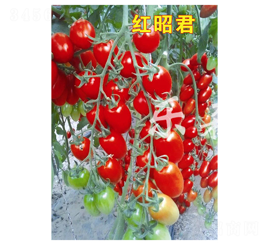 �t�Ѿ�-���ҷ��ѷN��-��ɭԴ