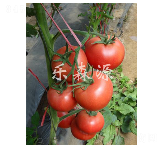 �������-���ѷN��-��(l��)ɭԴ