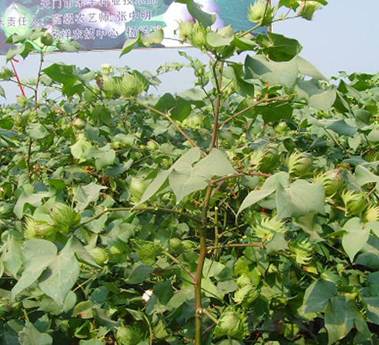 銅雜411-棉花種子-中農(nóng)發(fā)