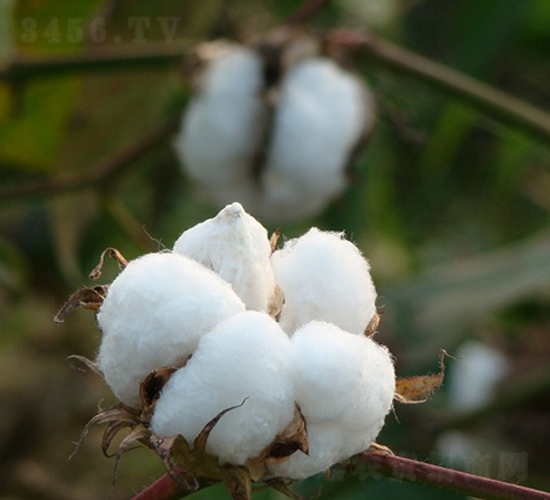 皖雜棉9號(hào)-棉花種子-中農(nóng)發(fā)