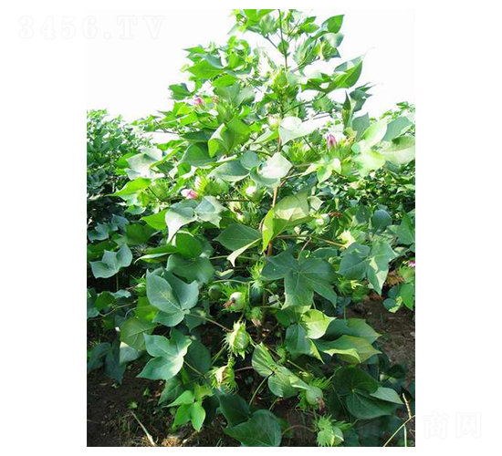 禾盛棉66-棉花種子-中農(nóng)發(fā)