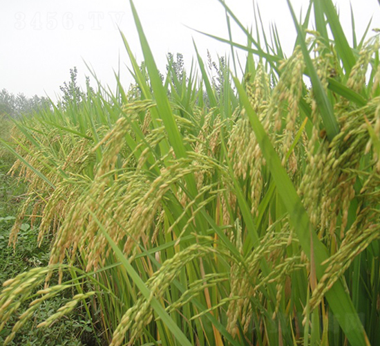 廣兩優(yōu)558-水稻種子-中農(nóng)發(fā)