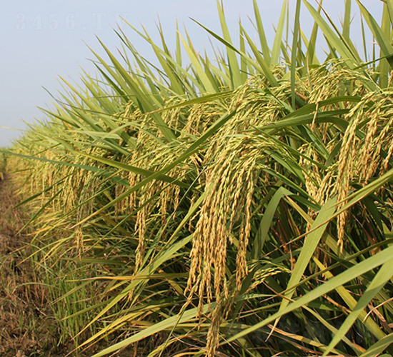 �G��Q7-ˮ���N��-���r(n��ng)�l(f��)