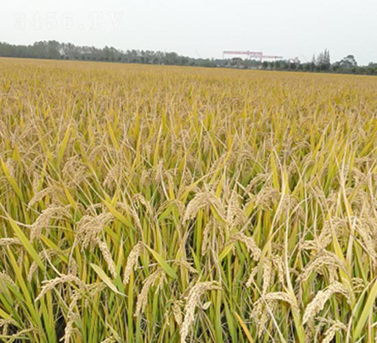 揚粳4227-水稻種子-中農(nóng)發(fā)