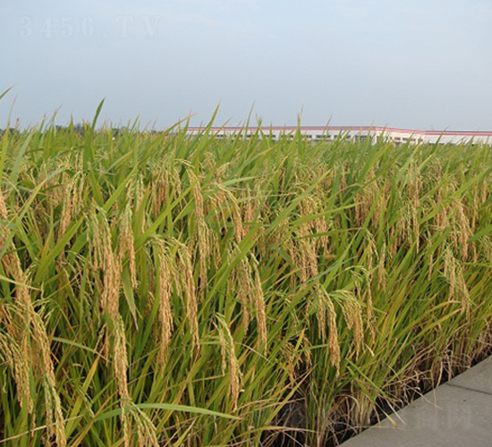 揚(yáng)兩優(yōu)013-水稻種子-中農(nóng)發(fā)