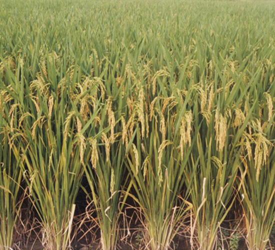 揚(yáng)稻6號-水稻種子-中農(nóng)發(fā)