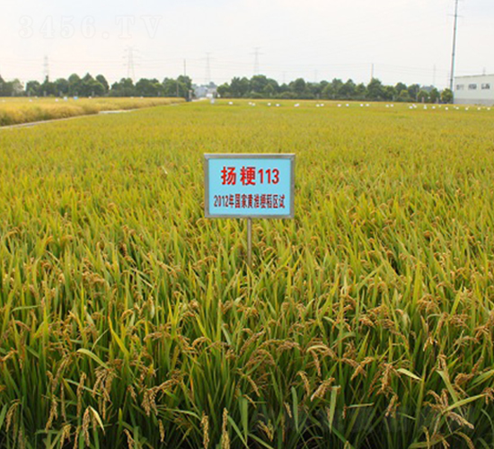 揚粳113-水稻種子-中農(nóng)發(fā)