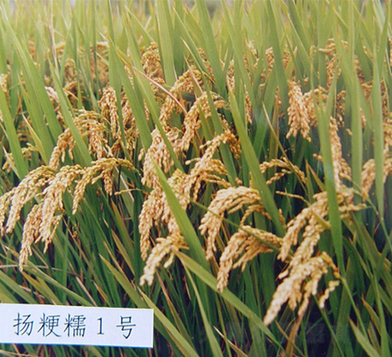 揚(yáng)粳糯1號(hào)-水稻種子-中農(nóng)發(fā)