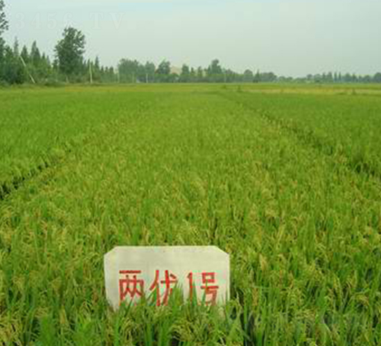 禾盛兩優(yōu)1號-水稻種子-中農(nóng)發(fā)