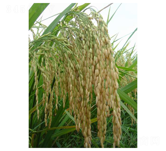 禾盛晚優(yōu)1號-水稻種子-中農(nóng)發(fā)