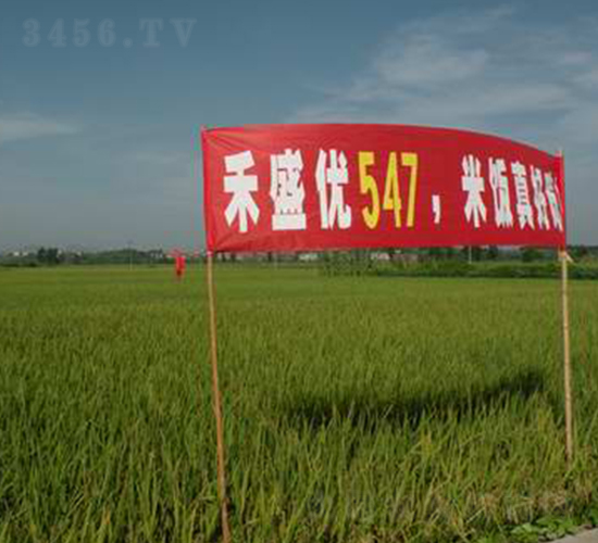 中9優(yōu)547-水稻種子-中農發(fā)