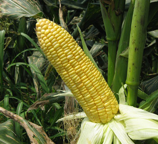 ������-���׷N��-���r(n��ng)�l(f��)