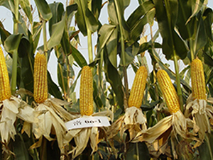 洛玉7號(hào)-玉米種子-中農(nóng)發(fā)