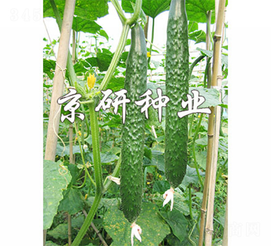 ���д���G2̖(h��o)-�S�ϷN��-����