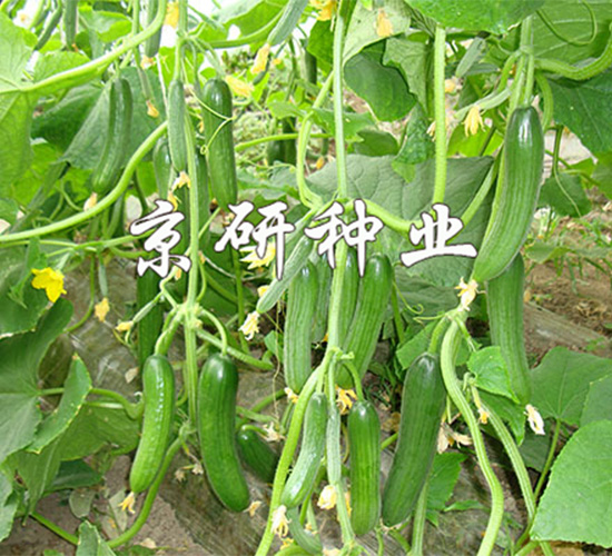 ��������13̖-�S�ϷN��-����