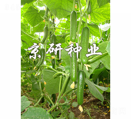 ��������9̖(h��o)-�S�ϷN��-����