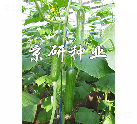 �G���`6̖-�S�ϷN��-����