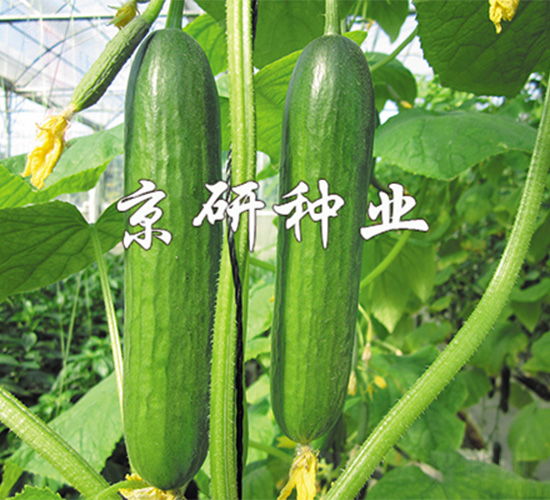 �G���`3̖(h��o)-�S�ϷN��-����