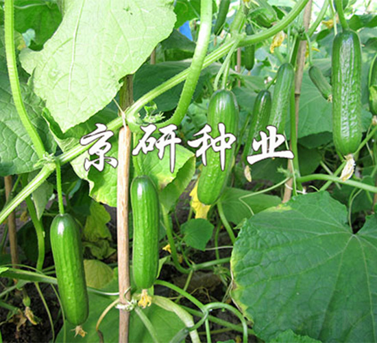 �G���`2̖(h��o)-�S�ϷN��-����