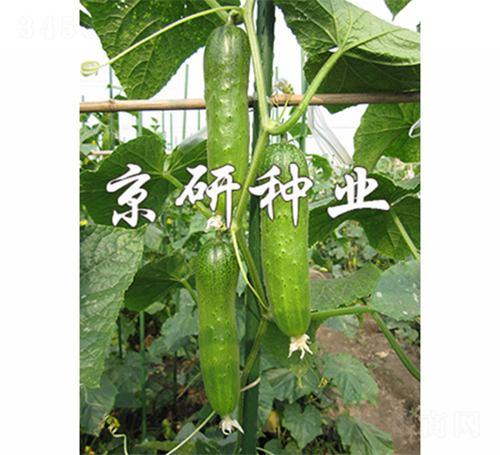 京研綠玲瓏2號(hào)-黃瓜種子-京研