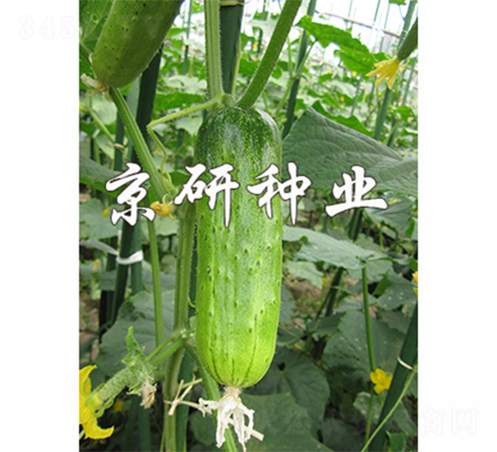 ���оG�ᭇ-�S�ϷN��-����