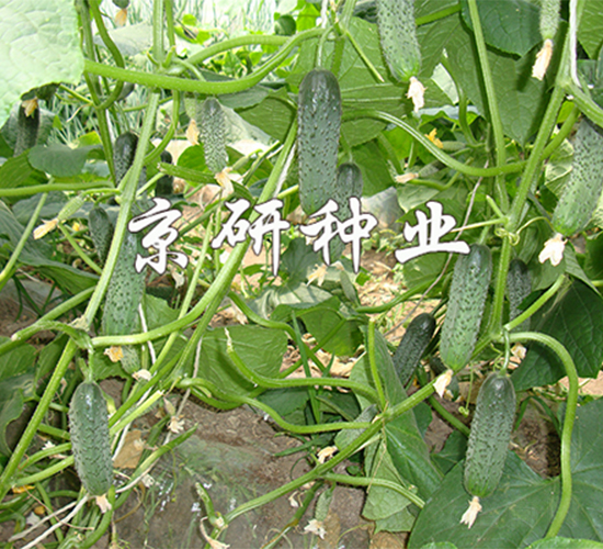 京研腌漬黃瓜1592-黃瓜種子-京研