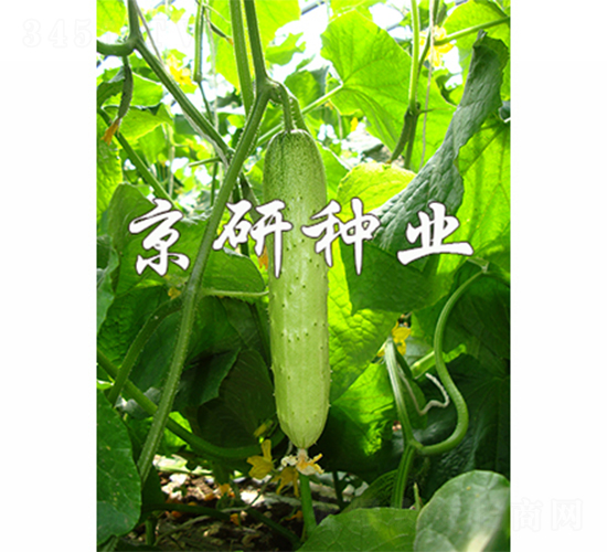 ���к���7̖(h��o)-�S�ϷN��-����