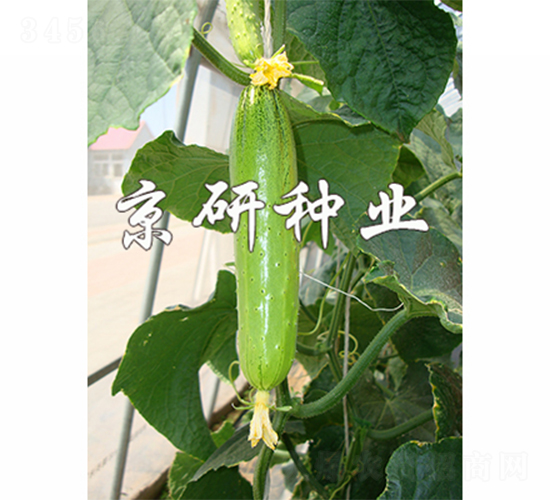 京研旱寶5號-黃瓜種子-京研