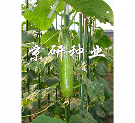 京研旱寶2號-黃瓜種子-京研