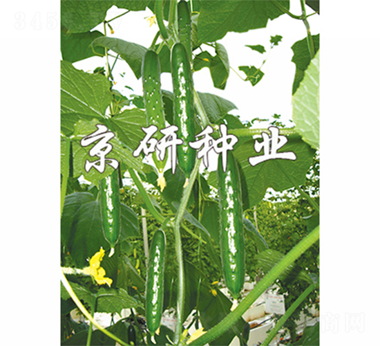 瑞光2號-黃瓜種子-京研