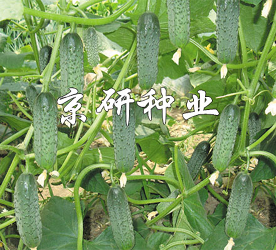 京研腌漬寶-黃瓜種子-京研