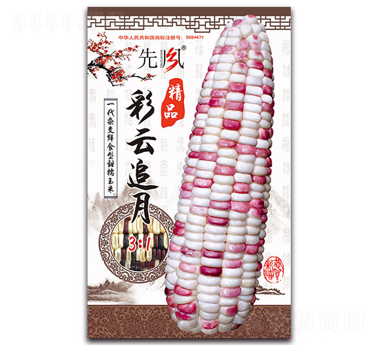 彩云追月-糯玉米種子-先風(fēng)