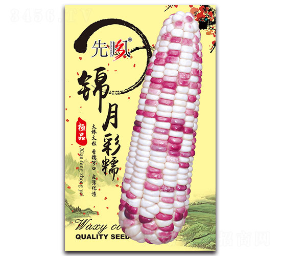 錦月彩糯-糯玉米種子-先風