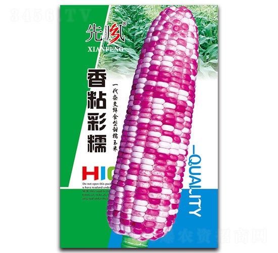 香粘彩糯-糯玉米種子-先風