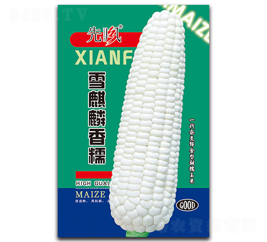 雪麟麒香糯-糯玉米種子-先風(fēng)
