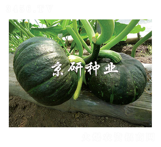 短蔓京墨栗-南瓜種子-京研