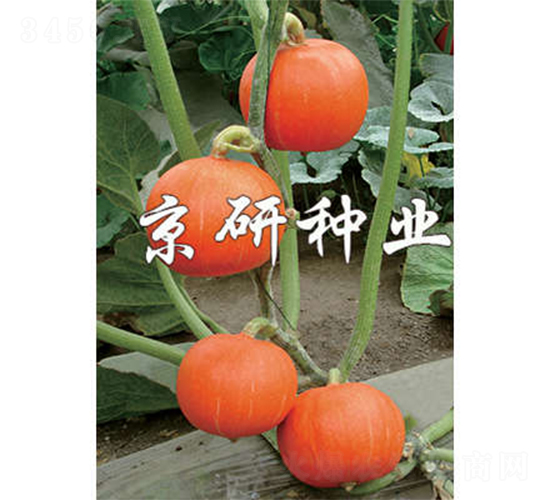 早熟京紅栗-南瓜種子-京研