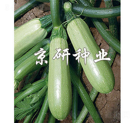 ����1̖-�����J�N��-����